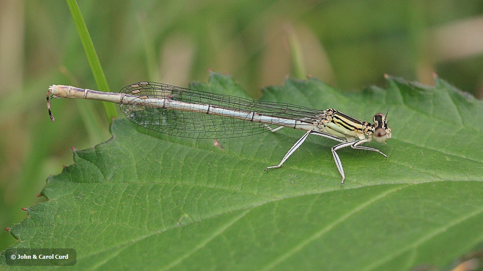 IMG_1548 Platycnemis pennipes female.JPG